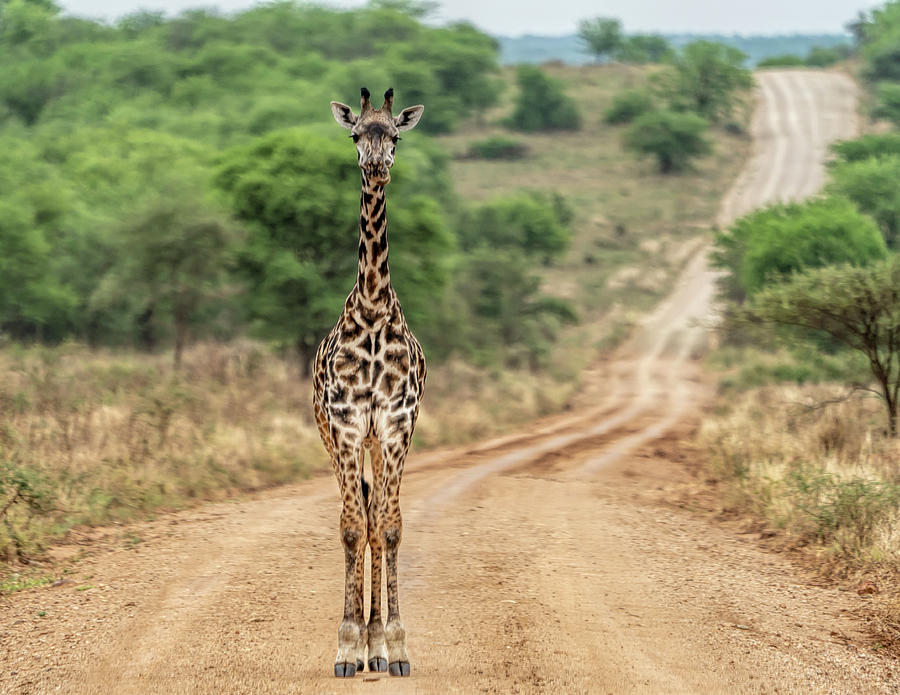 Giraffe in the Road Photograph by Betty Eich