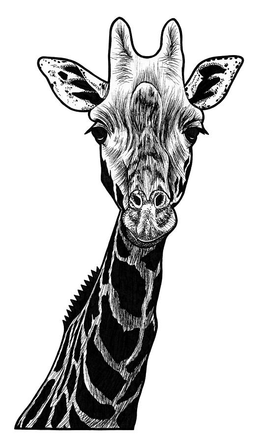 Giraffe ink illustration Drawing by Loren Dowding