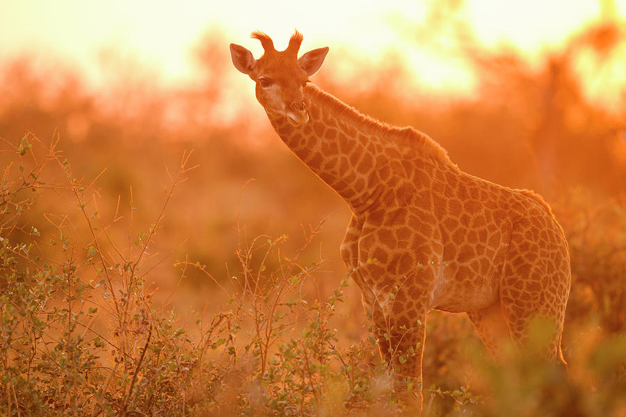 Giraffe Juvenile At Sunset Photograph by Sebastian Kennerknecht
