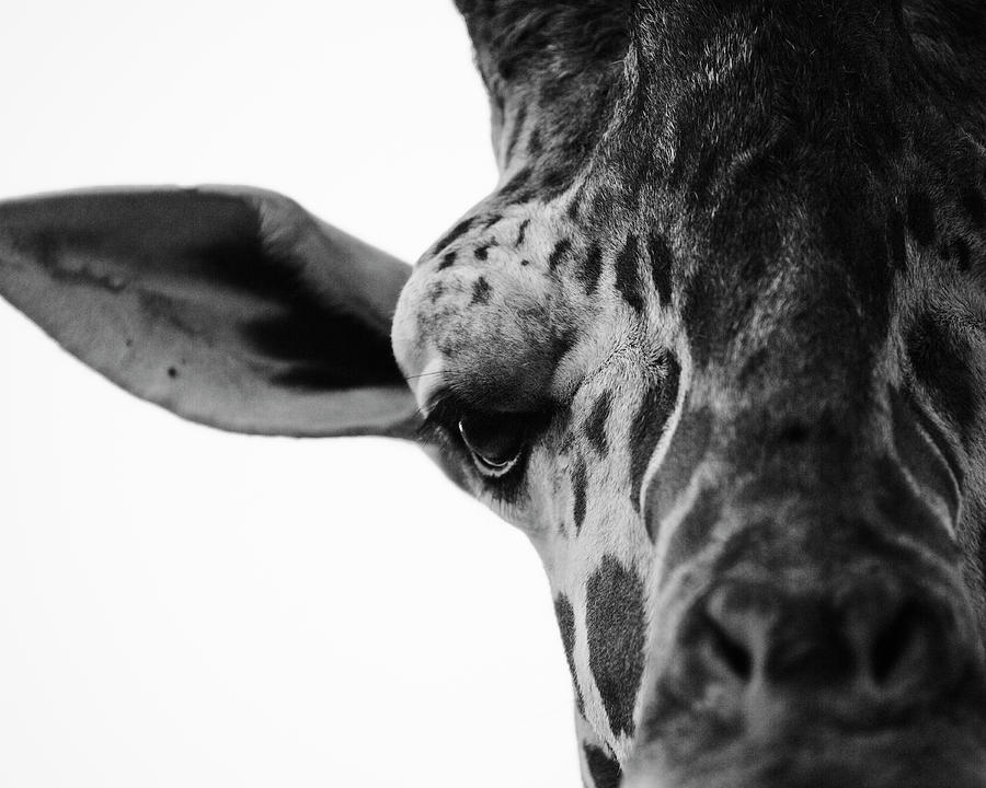 Giraffe Photograph by Kaneko Ryo