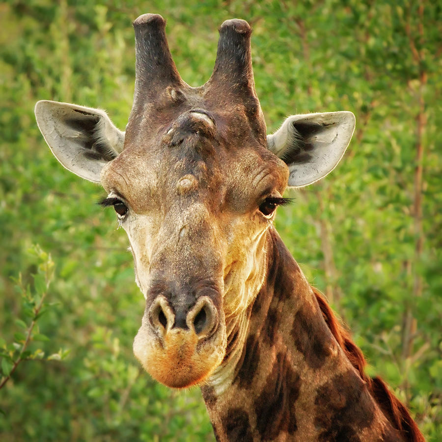 Giraffe, Kruger National Park, South Photograph by Simon Phelps Photography