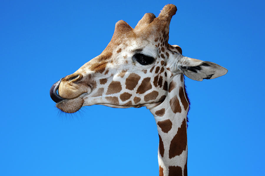 Giraffe Licking Its Nose Photograph by Geri Lavrov