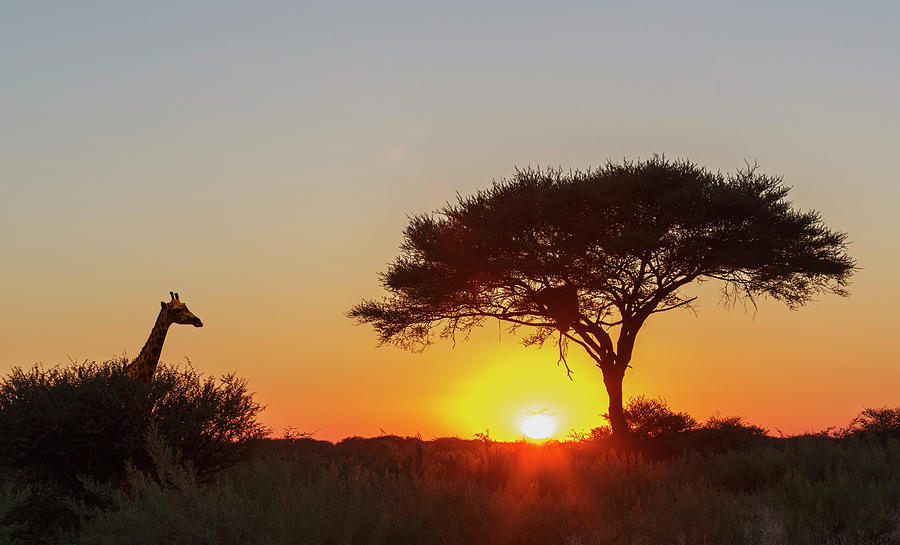 Wildlife Digital Art - Giraffe, Lone Acacia Tree At Sunset, Etosha National Park, Namibia by Lost Horizon Images