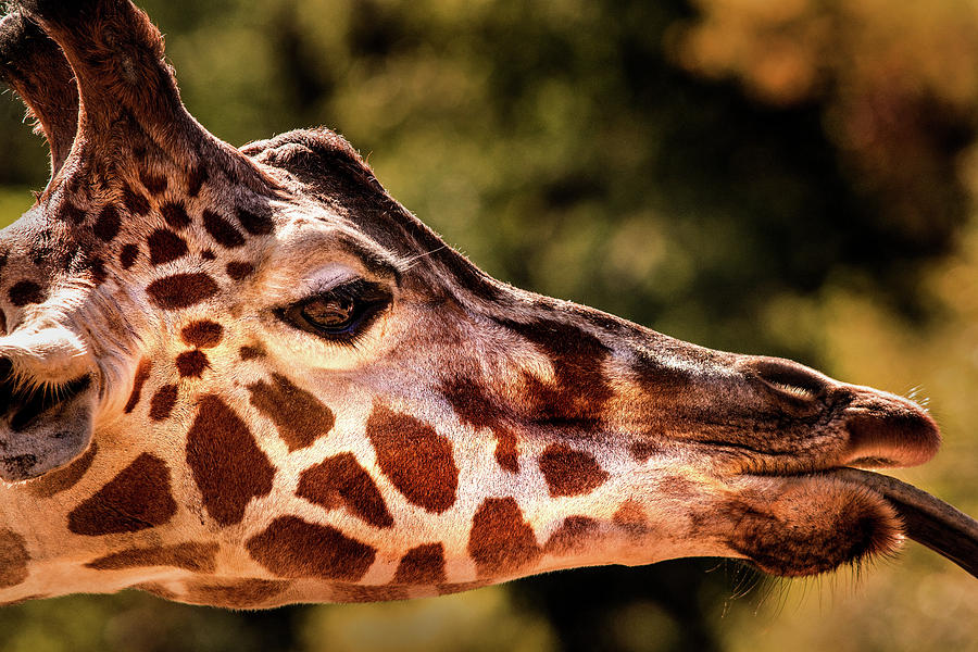 Giraffe Macro Photograph by Don Johnson