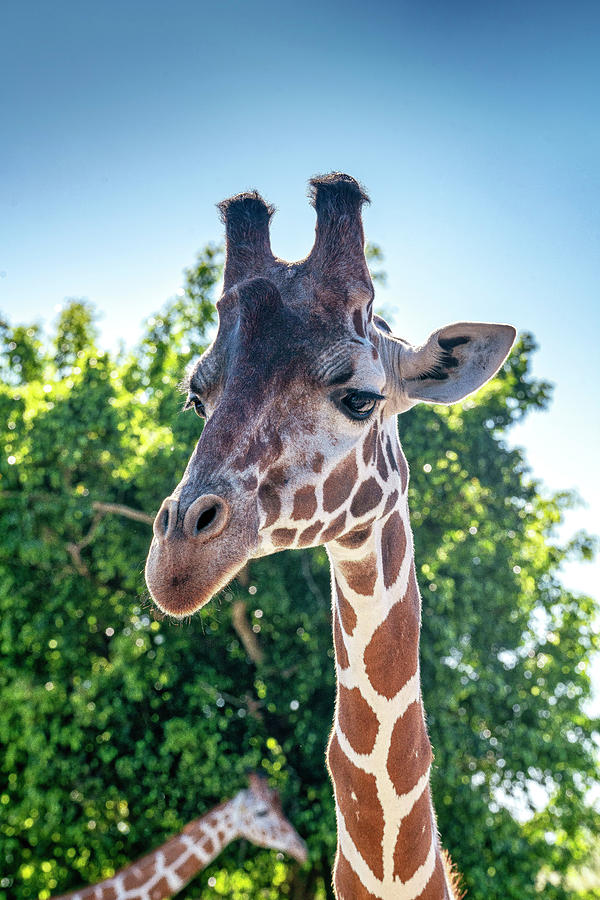 Giraffe, Miami Zoo, Florida Digital Art by Laura Zeid