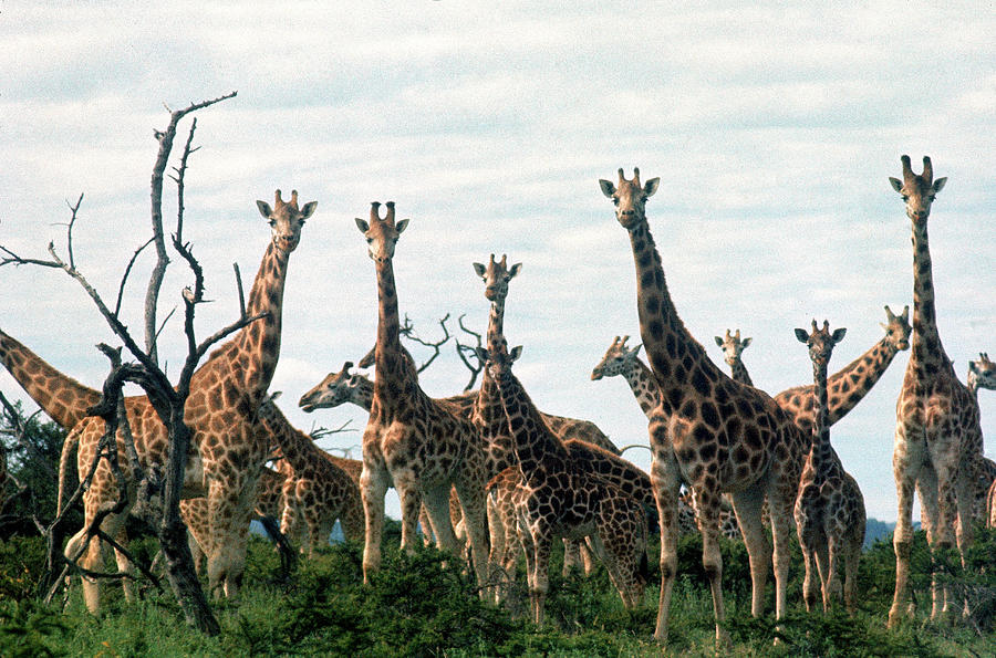 Giraffe Milling Photograph by Loomis Dean