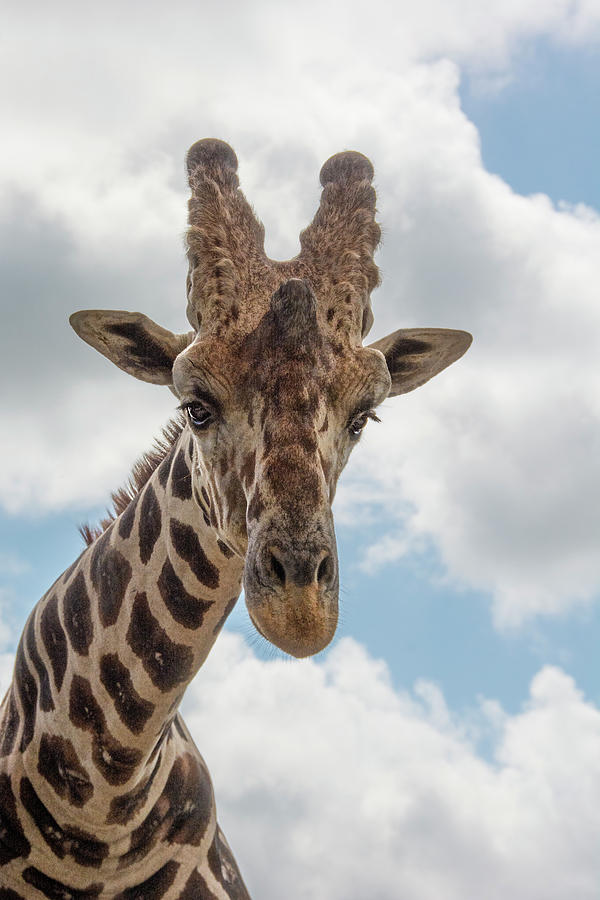 Giraffe Photograph by Mitch Spence