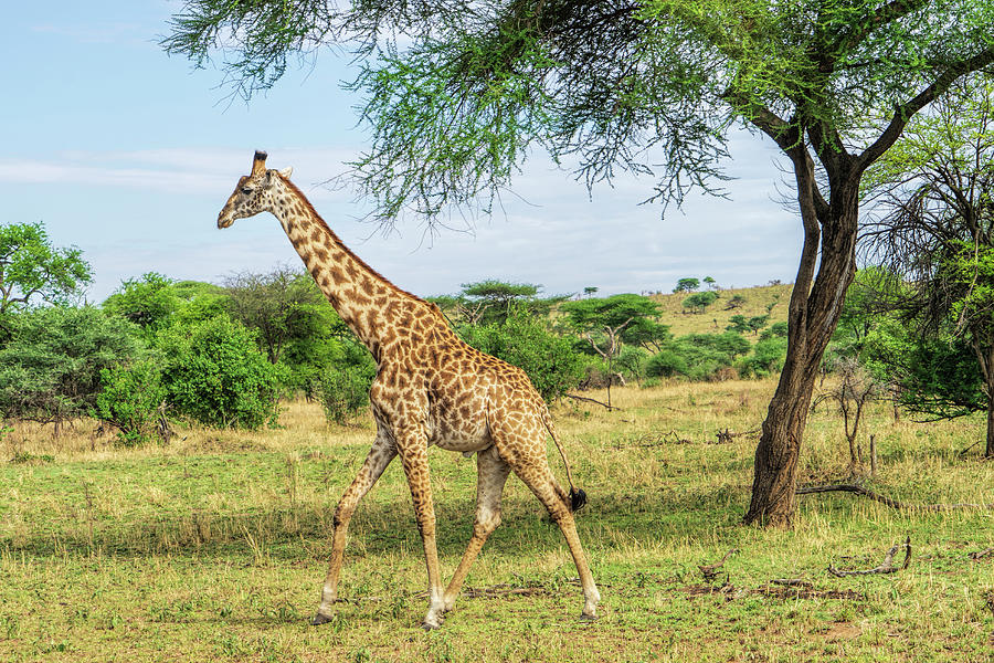 Giraffe of the Serengeti Photograph by Betty Eich