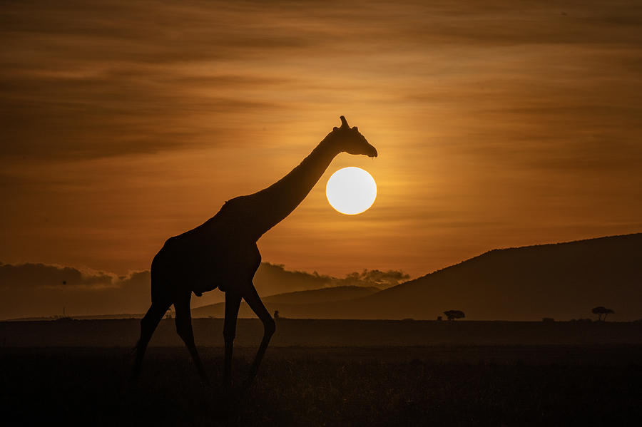 Nature Photograph - Giraffe On Sunset by Ronen Rosenblatt