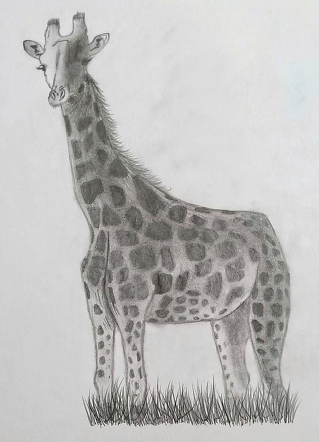 easy giraffe pencil drawing
