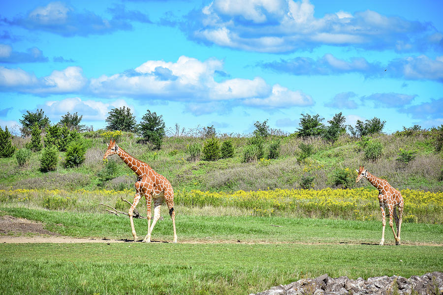 Giraffe Paradise Photograph by Michelle Wittensoldner