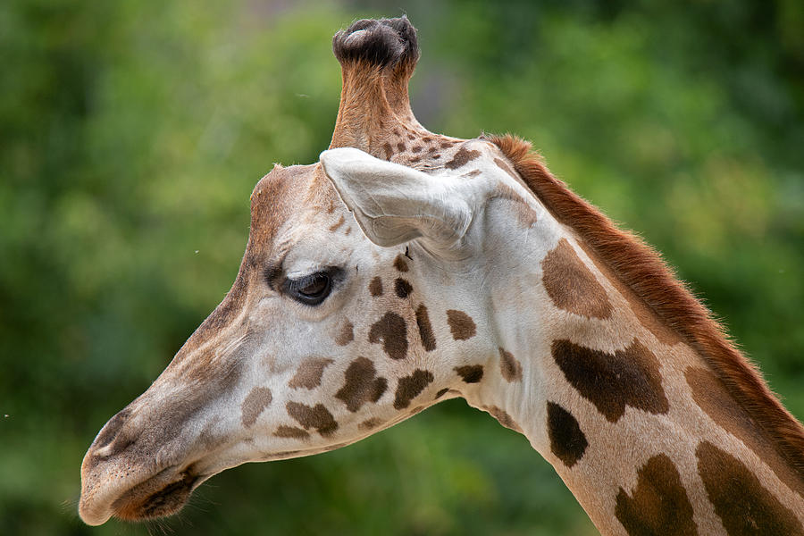 Giraffe Photograph by Peter Krenek