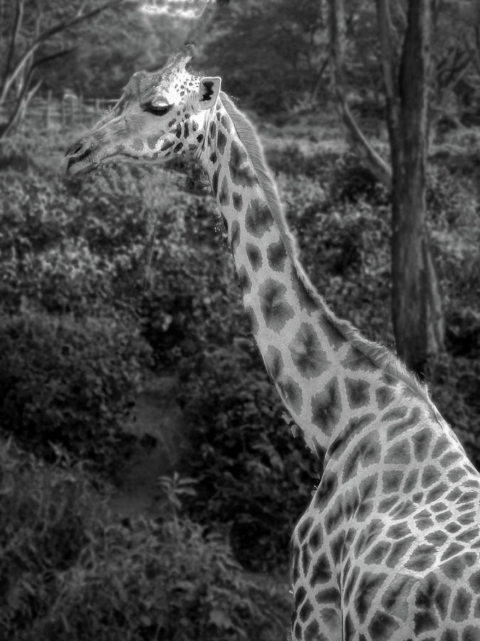 Giraffe Photograph - Giraffe by Phil And Karen Rispin