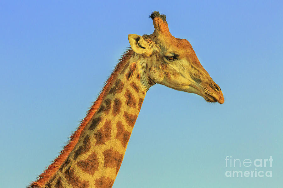 Giraffe portrait blue sky Photograph by Benny Marty