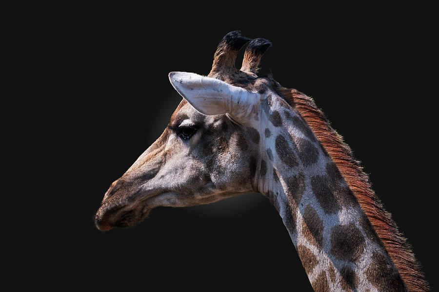 Giraffe portrait Photograph by Claudio Maioli