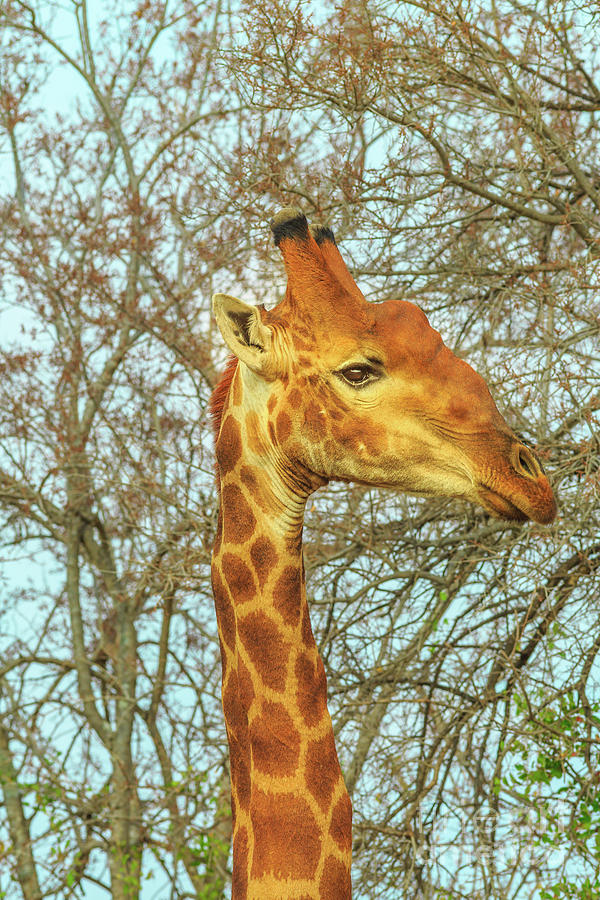 Giraffe portrait eating Photograph by Benny Marty