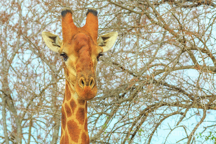 Giraffe portrait front view Photograph by Benny Marty