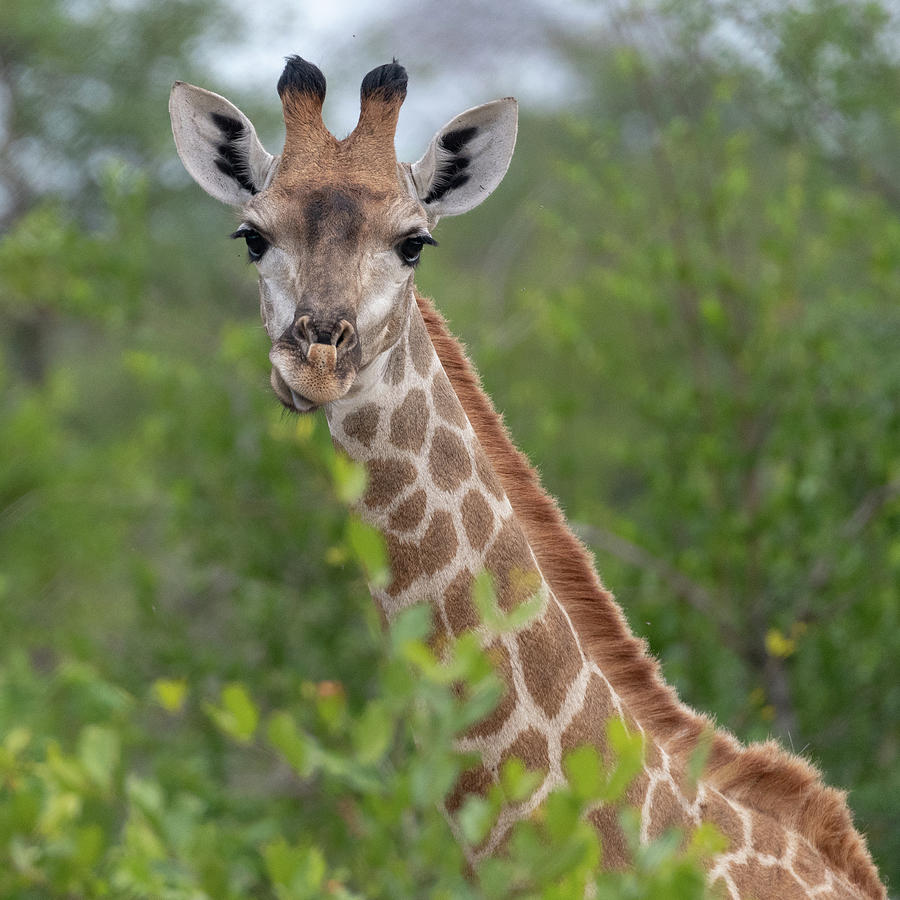 Giraffe Portrait Photograph by Mark Hunter