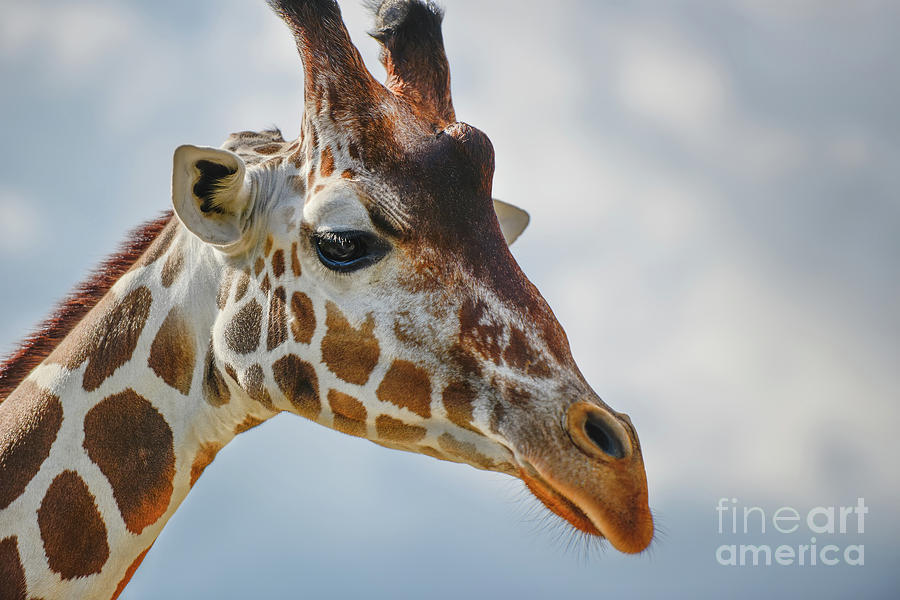 Giraffe Portrait by Olga Hamilton Giraffe Portrait by Olga Hamilton