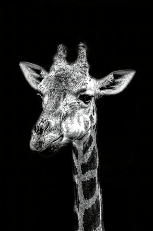Giraffe Portrait Photograph by Bj S