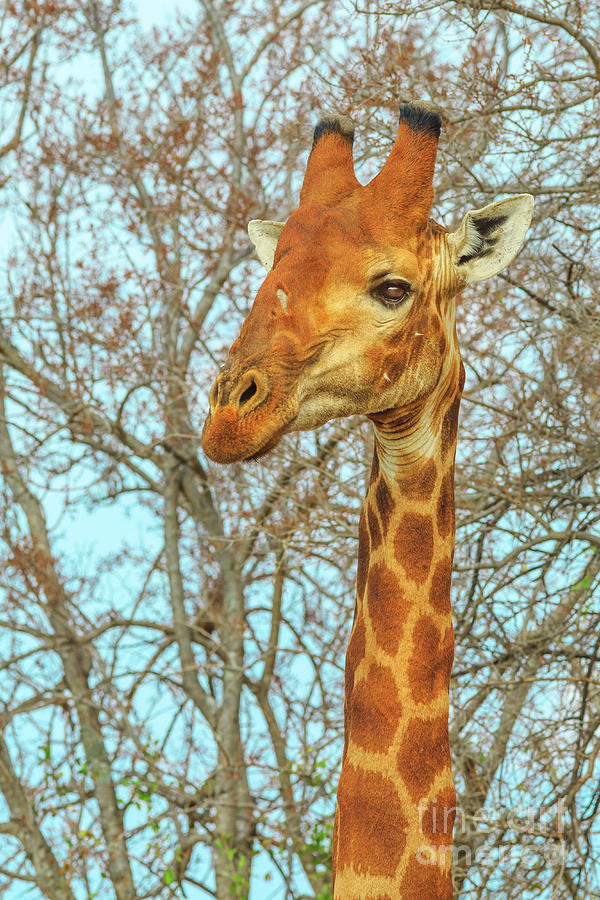 Giraffe portrait South Africa Photograph by Benny Marty