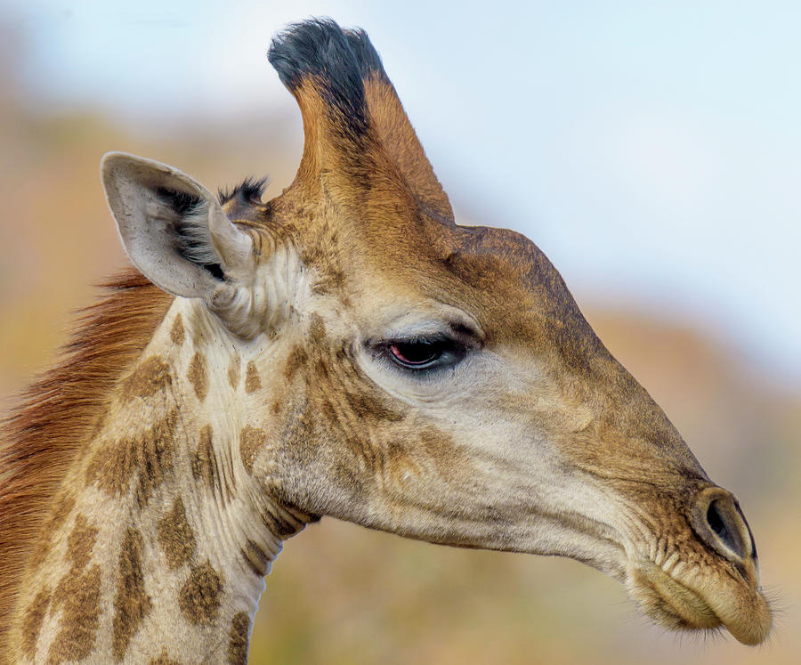 giraffe profile
