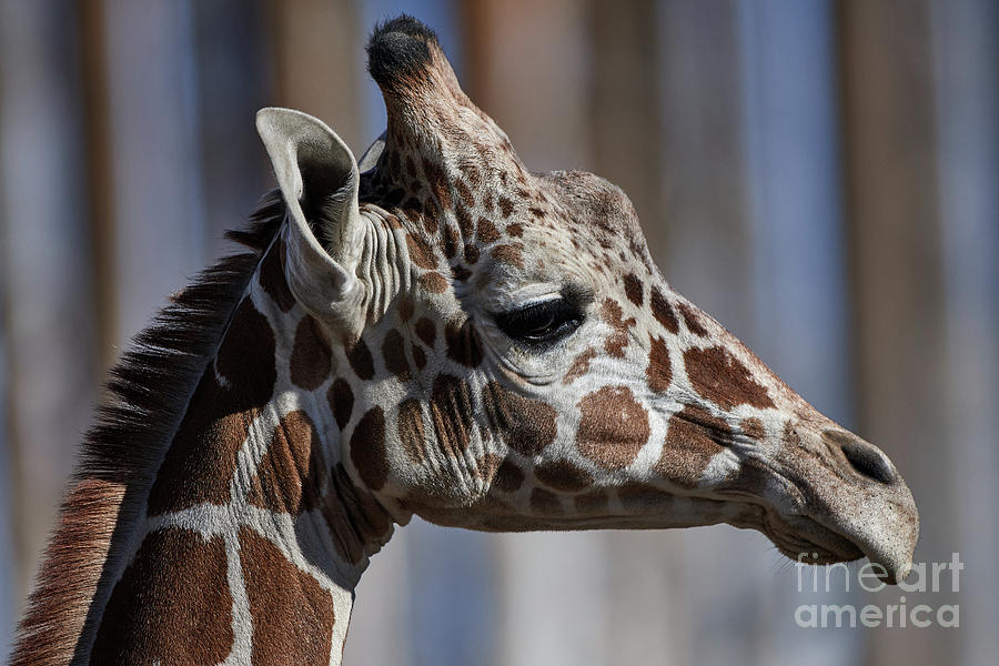 Giraffe Profile Photograph by Robert WK Clark