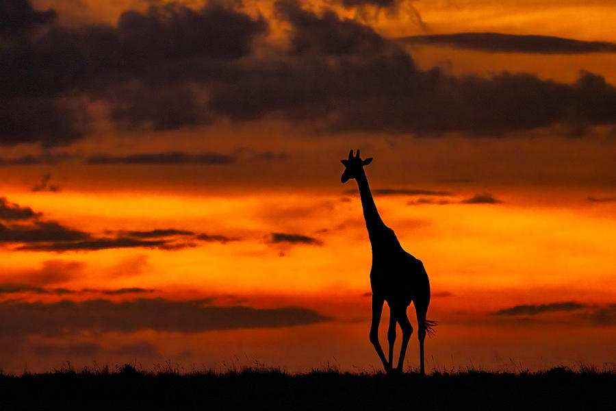 Giraffe Silhouette Photograph by Marc Meijlaers