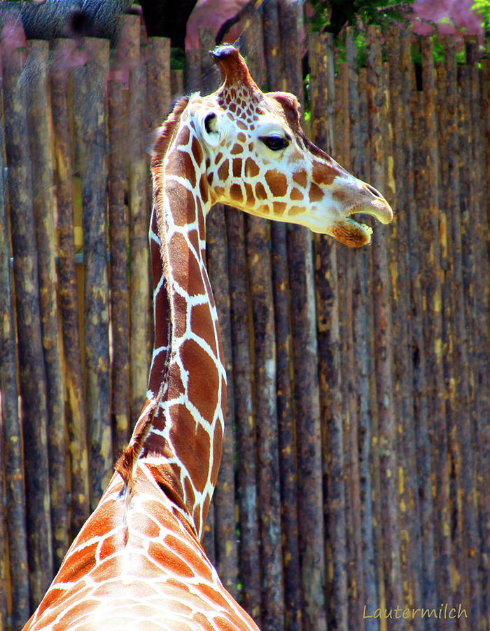 Giraffe Photograph - Giraffe St. Louis Zoo by John Lautermilch