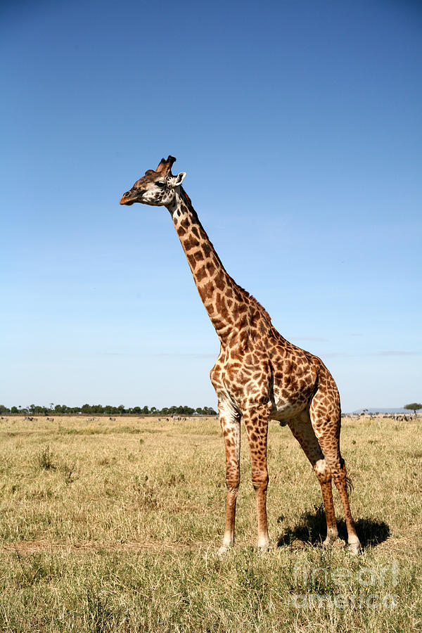 Big Photograph - Giraffe Standing In The Grasslands by Paul Banton