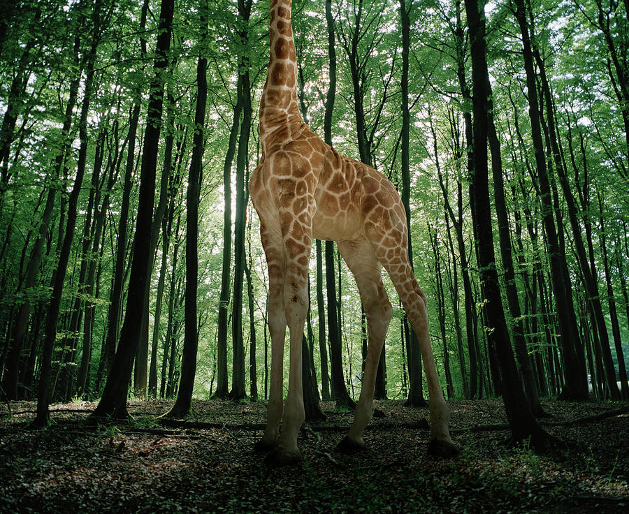 Giraffe Stands In The Woods Photograph by Matthias Clamer