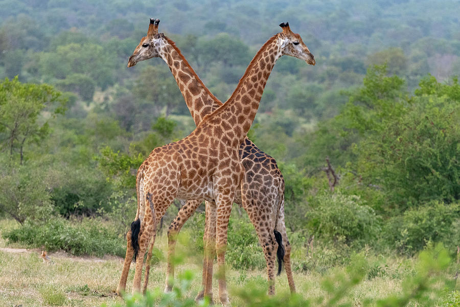 Giraffe Symmetry Photograph by Mark Hunter
