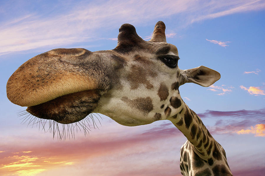 Giraffe Photograph by Thierry Dosogne