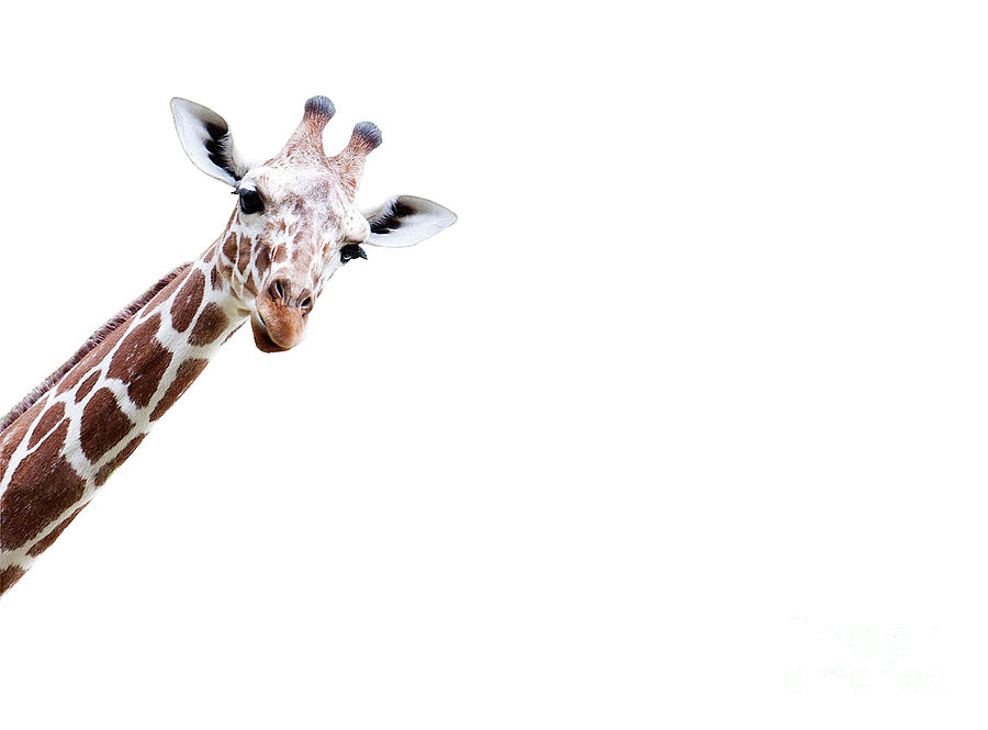 Blick Photograph - I Stand In The Thicket, A Giraffes Head Comes Around The Corner And Stares At Me by Andrea Grewe-Hagemann Blick Photograph - I Stand In The Thicket, A Giraffes Head Comes Around The Corner And Stares At Me by Andrea Grewe-Hagemann