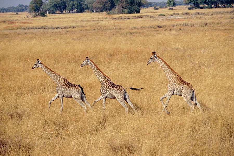 Giraffe  Three Running  Giraffa Photograph by Nhpa