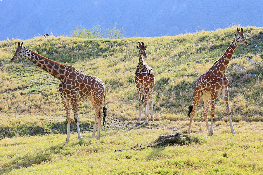 Giraffe Trio Photograph by Shoal Hollingsworth