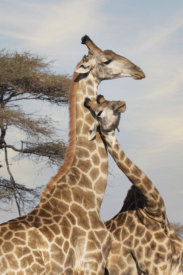 Giraffe True Love Photograph by Linda D Lester