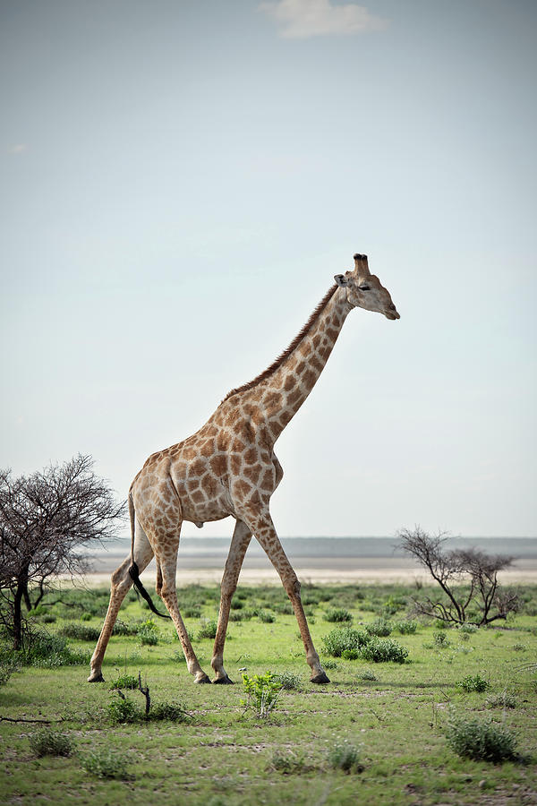 Giraffe Walking Across Wide And Green Plains Of The Etosha National Reserve, Namibia, Africa Photograph by Gnther Bayerl