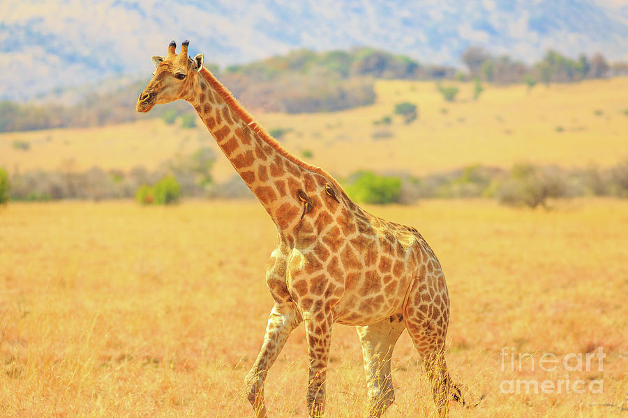 Giraffe walking in savannah Photograph by Benny Marty