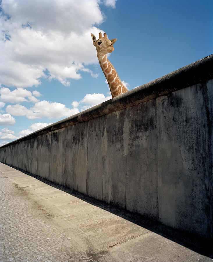 Giraffe Watching Over Cement Wall Photograph by Matthias Clamer