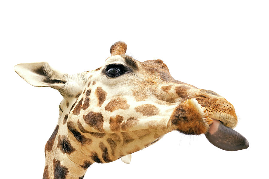 Giraffe With Put Out Tongue Photograph by Kittisuper