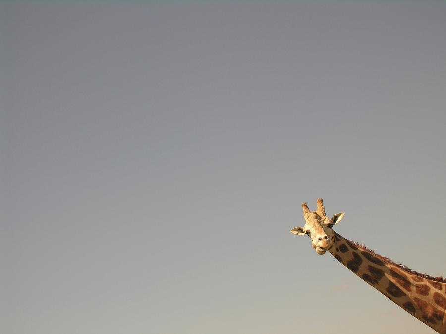 Giraffe With Sky Photograph by Image By Jason Bouwman