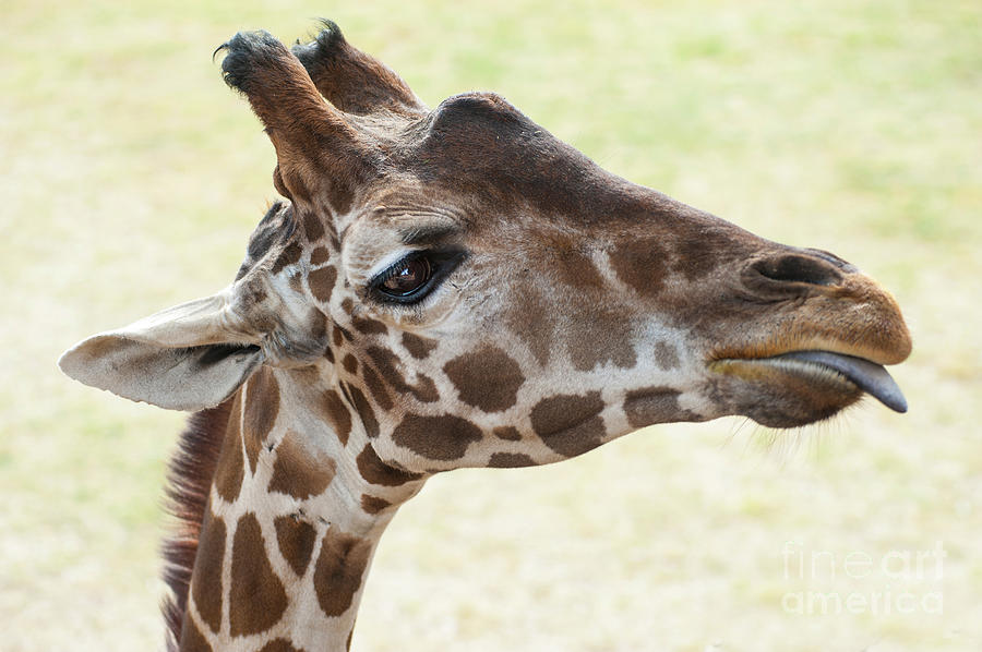 Giraffe with tongue out Photograph by Christy Garavetto