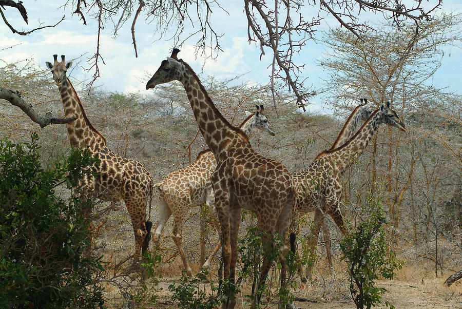 Giraffes Digital Art by Aldo Pavan