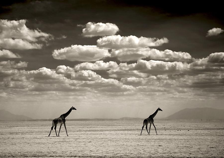 Giraffes, Amboseli Park In Kajiado Photograph by Eric Lafforgue