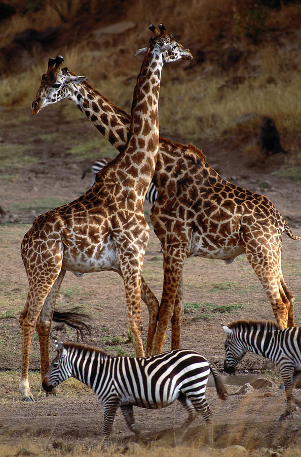 Giraffes And Burchells Zebras, Masai Photograph by Art Wolfe