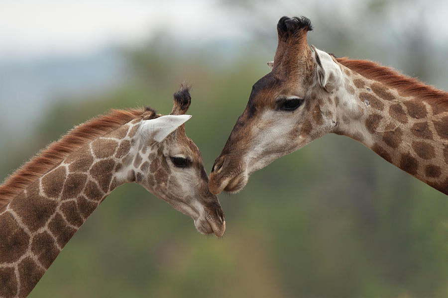 Giraffes Photograph by Annick Vanderschelden Photography