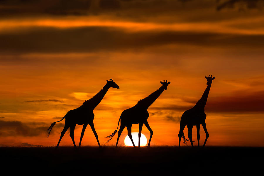 Giraffes At Dawn Photograph by Xavier Ortega
