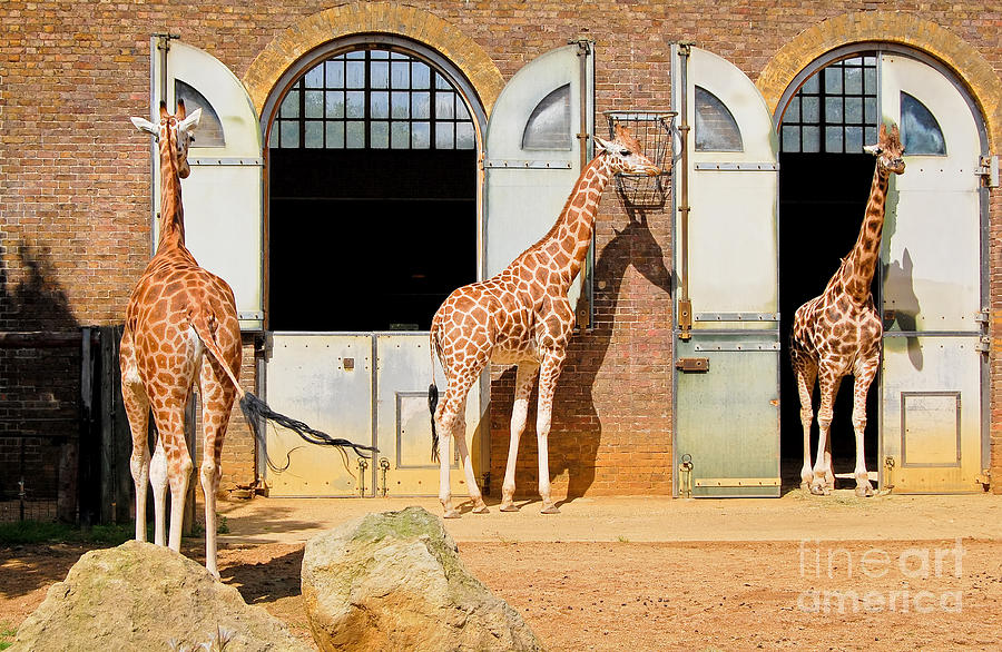 Giraffes At The London Zoo In Regent Photograph By Kamira - Fine Art ...