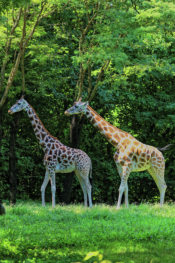 Giraffes Photograph by Doolittle Photography and Art